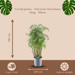 Trendyplants - Polyscias Hawaiiana Ming - Aralia - Zimmerpflanze - Höhe 80-100 Cm - Topfgröße Ø19Cm