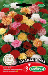 Gartennelken EC1523 multicolore