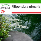 SAFLAX - Heilpflanzen - Echtes Mädesüß - 500 Samen - Mit Keimfreiem Anzuchtsubstrat - Filipendula Ulmaria