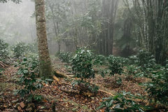 Café Arabica mexicain Procurador 1000g