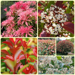 Glanzmispel Red Robin, Schnellwachsende Sträucher Photinia Fraseri Red Robin, Balkonpflanzen Exotische Stauden Winterhart Mehrjährig 900Samen