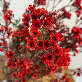 Chamelaucium Uncinatum - Winterharte Kübelpflanzen Luftreinigende Zimmerpflanzen Bonsaibaum Kletterpflanzen Blumensamen Gastgeschenk Hecken Sträucher Winterhart Blühend Schnell 25Samen