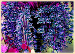 Blumenzwiebel Mix, Winterhart zwiebeln, Winterhart pflanzen, Mehrjährige Blumenzwiebel ist winterhart, Mysteriöse magische Glühbirne-4 Pflanzen Funken Hosta Rhizom