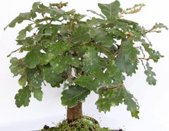 KENTIS - Quercus Pubescens Bonsai - Flaumeiche Bonsai Baum - Eiche - Echte AuĂenpflanzen - Outdoor Pflanze - Hoch 20-30 Cm Keramiktopf Ă 21 Cm