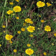 Mușețelul vopsitorului (Anthemis tinctoria) - aproximativ 800 de semințe ale plantei vopsitoare tradiționale și ale florii sălbatice perene