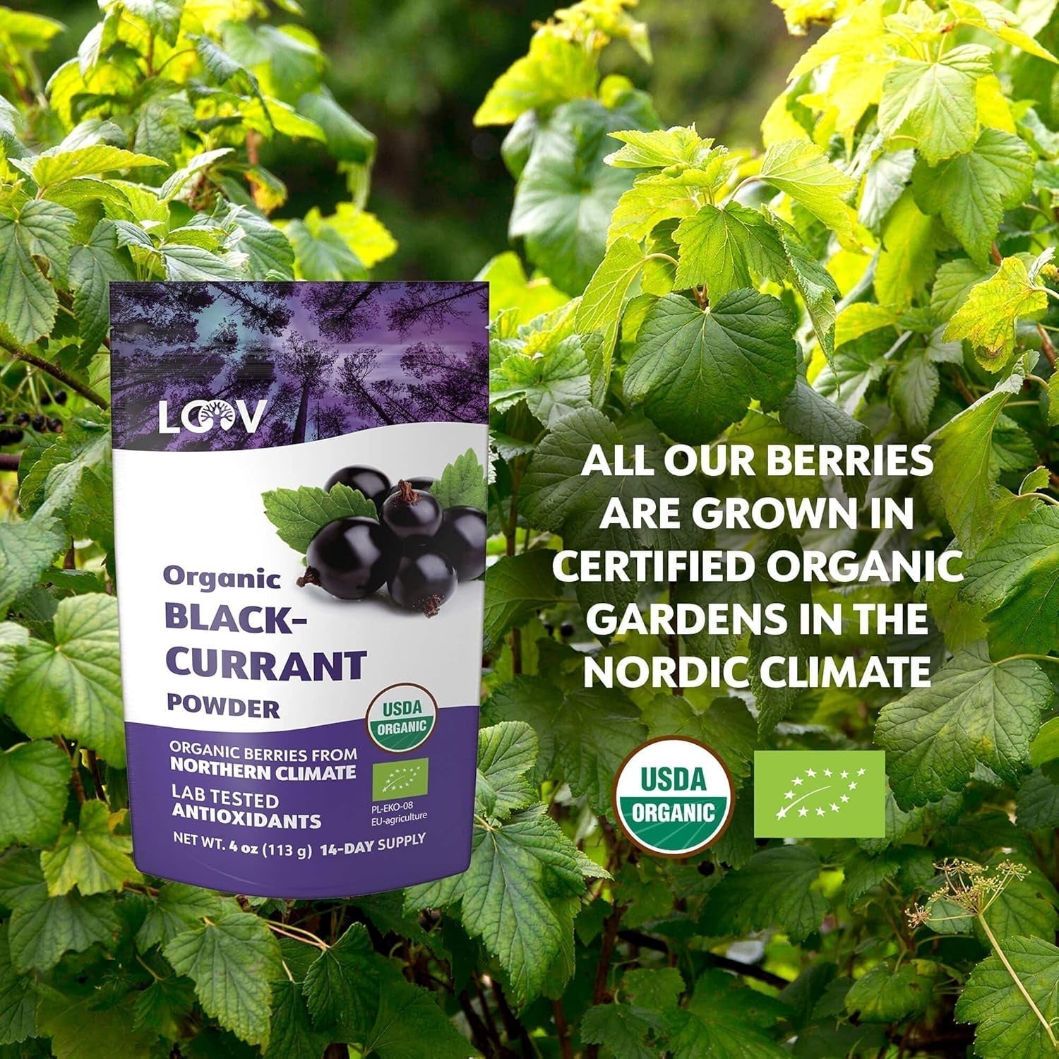 LOOV Pudră organică de coacăze negre, Fabricată din 100% coacăze negre întregi, Fructe de pădure organice liofilizate și pudrate, Cultivate în Europa de Nord, Fără zahăr adăugat, 113 g Produse deshidratate Naty Shop
