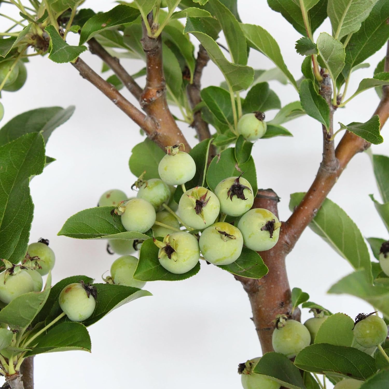 KENTIS - Apfelbaum Bonsai - Malus Evereste - Echte Bonsai Obstbaum - Winterharter Outdoor Pflanzen - Hoch 35-45 Cm Keramiktopf 26 Cm