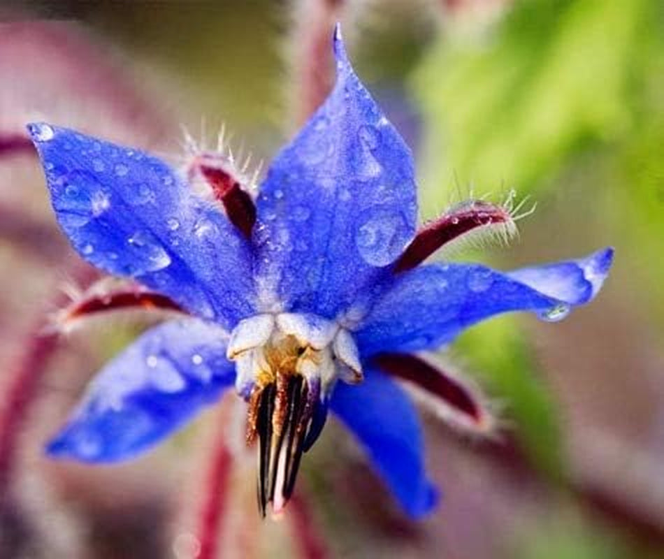 Graines 20 pcs Borago Officinalis graines de fleurs exotiques jardin de fleurs en plein air beau et lumineux (Liu Li Ju): 13