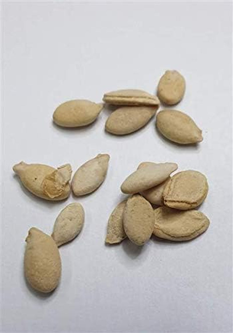 Stk - 10X Riesen Melonen Obst Pflanzen - Samen A73 -