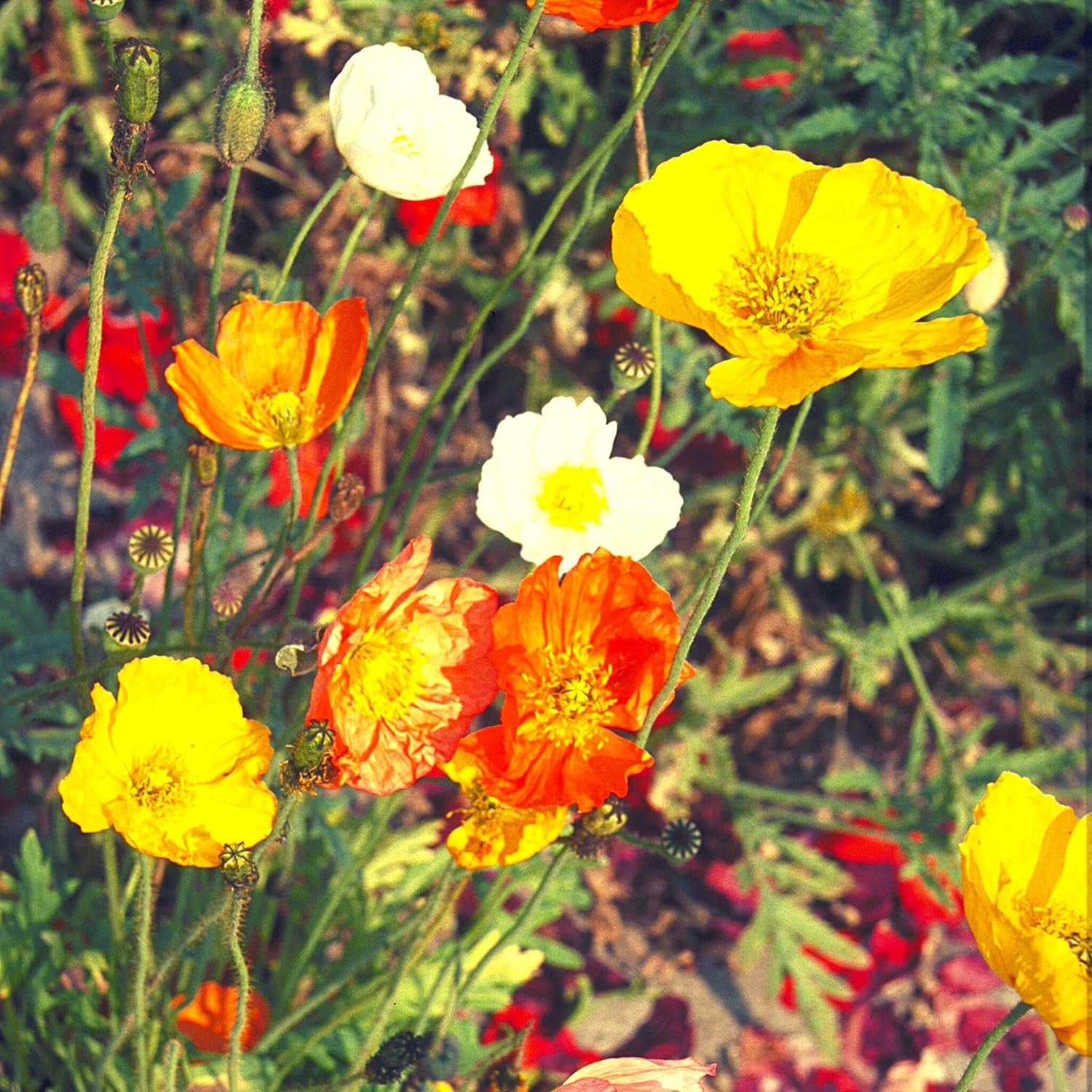 Mélange de graines de pavot d'Islande (Papaver nudicaule) - De magnifiques coquelicots à fleurs avec une longue période de floraison pour une prairie fleurie colorée (pavot d'Islande)