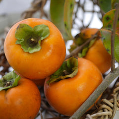Kakibaum — O'Gosho — Obstpflanze Alte Sorte Im Topf Ø 24~26 Cm — Max. Höhe 160 Cm — 4 Jahre Alt — Italienische Baumschule