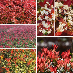 Rote Glanzmispelsamen - Balkon Red Robinsamen Indoor Stauden Winterhart Garten Gewächshaus 420Pcs