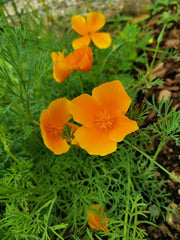 1000 graines de pavot de Californie (Eschscholzia californica), prairie de fleurs sauvages, pâturage d'abeilles.