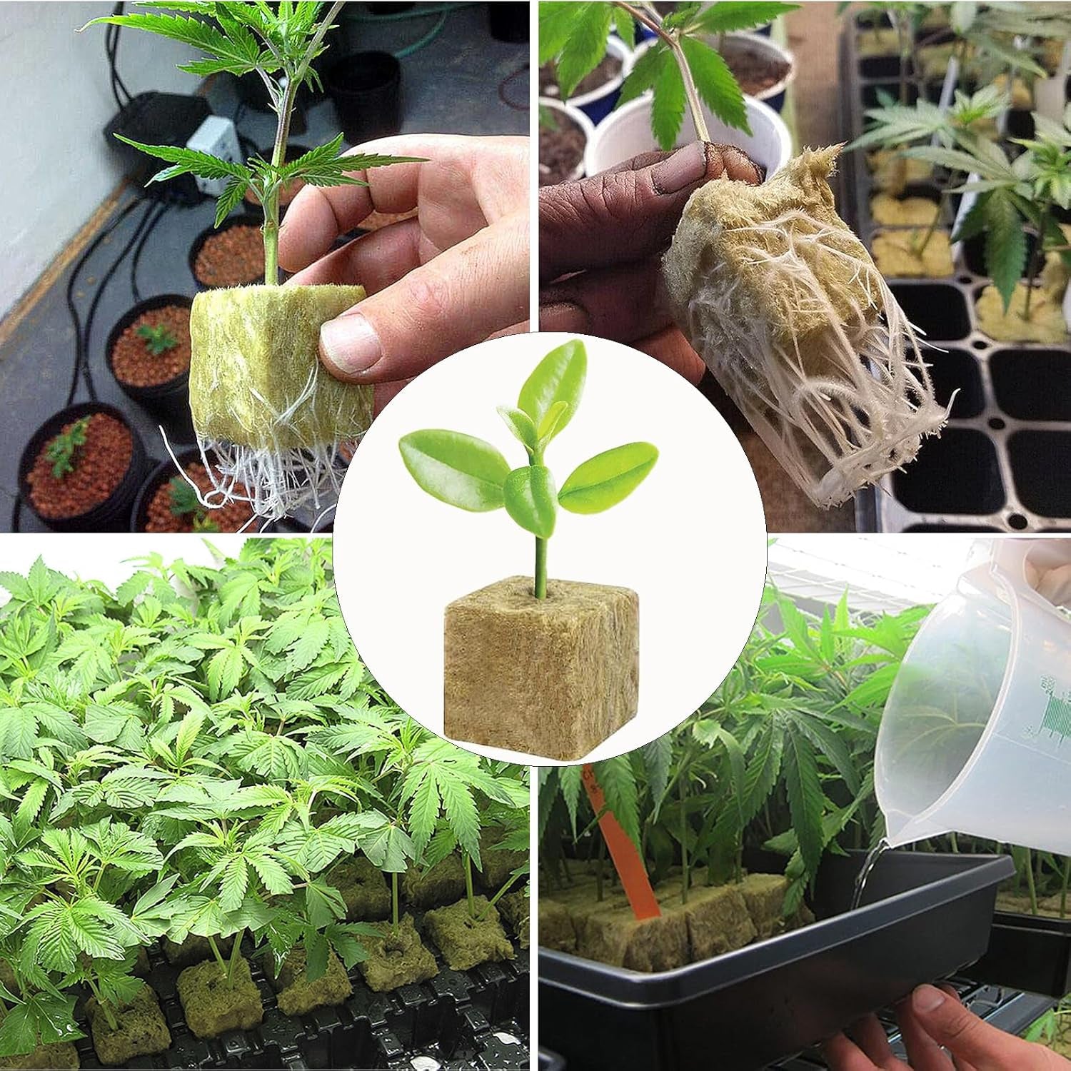 Lot de 50 tapis de culture en laine minérale, cube de laine minérale, isolation en laine minérale, tapis de culture en laine minérale avec ciseaux et gants pour culture hors sol, culture hydroponique et transplantation