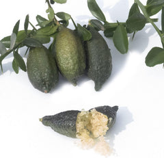 SAVINI VIVAI Zitronenpflanze, Gelber Kaviar, Zitrusbaum, Fingerlimette, Zitronensetzling Im Topf, 20 Cm, Höhe 50–70 Cm, 2 Jahre Veredelung, Hergestellt in Italien