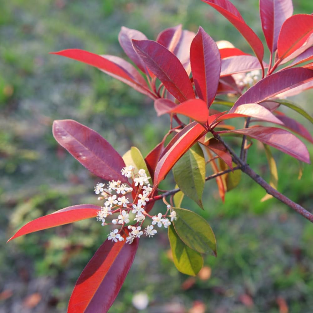 Glanzmispel Red Robin - Exotische Gartendeko Für Draußen Hecken Blühende Sträucher Winterhart Bio Steingartenpflanzen Winterhart Sträucher Garten Bodendecker Outdoor Stauden 800Samen