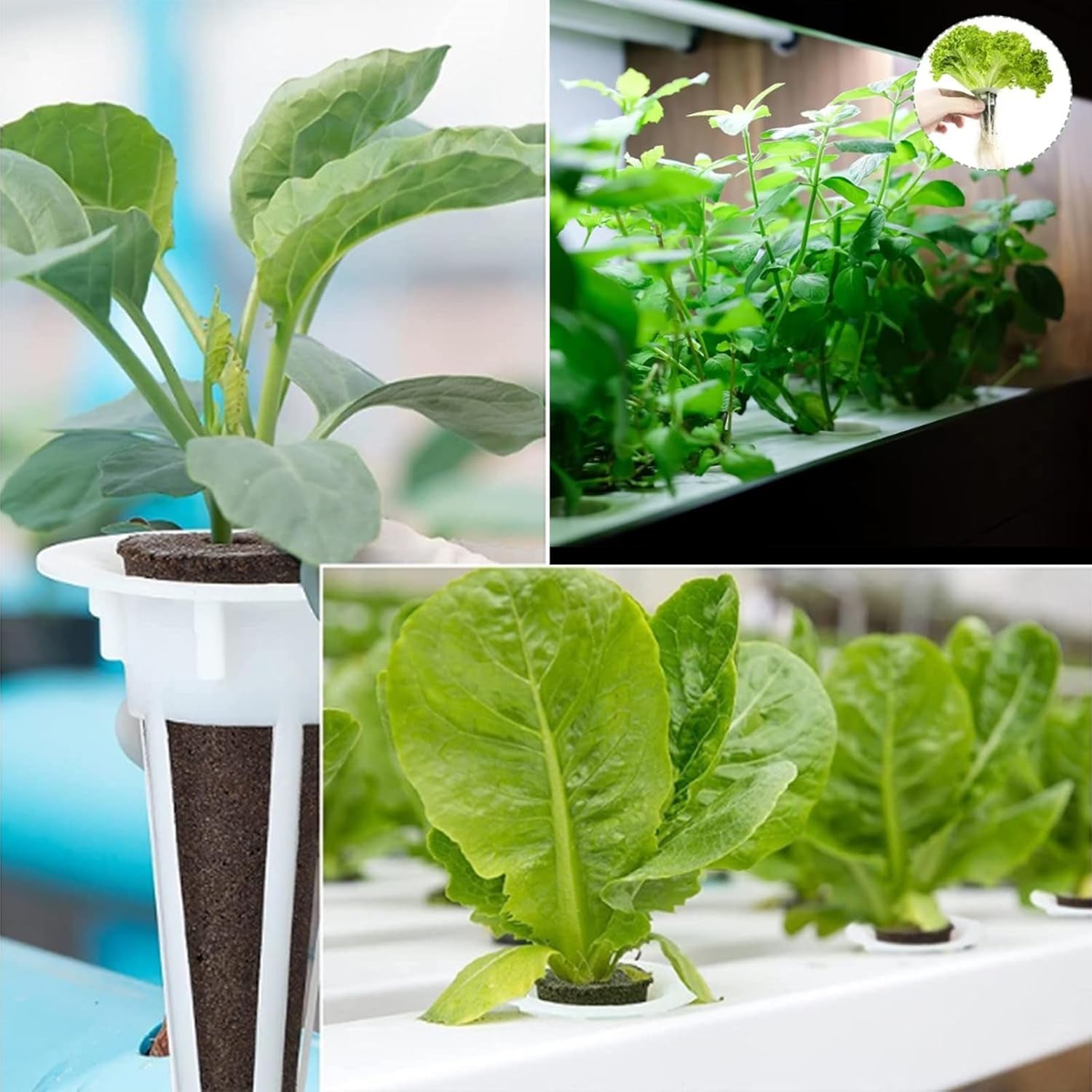 50 éponges de culture de remplacement, tubes d'établissement de semences, bouchons d'éponge de culture de racines, kits de culture hydroponique pour systèmes de culture hydroponique, culture hydroponique d'intérieur, jardin