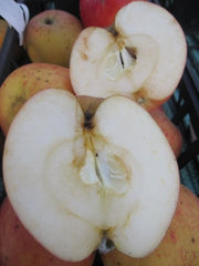 Winterapfel Pommerscher Krummstiel - Malus Domestica - 140-150Cm