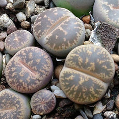 Lithops Lesliei - Sunnyplants, Seltene Lithops, Lithops Pflanzen, Lebende Stein Sukkulenten, Lebende Steinpflanzen, Lebende Steine, Lithops