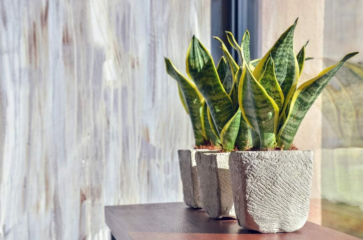 Bloomique - Sansevieria Superba - Bogenhanf - Sukkulenten - Zimmerpflanzen - Sehr Pflegeleicht - Höhe 20-30 Cm - Topf 9 Cm