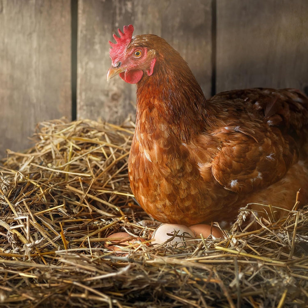 Ida Plus - GoldenEgg 200 ml - Brucheier & Federfressen réduits - Federwachstum & Federkleid - Wichtige Mineralien & Vitamine für Hühner - Beste Eierqualität bei Ihrer Hühnerhaltung