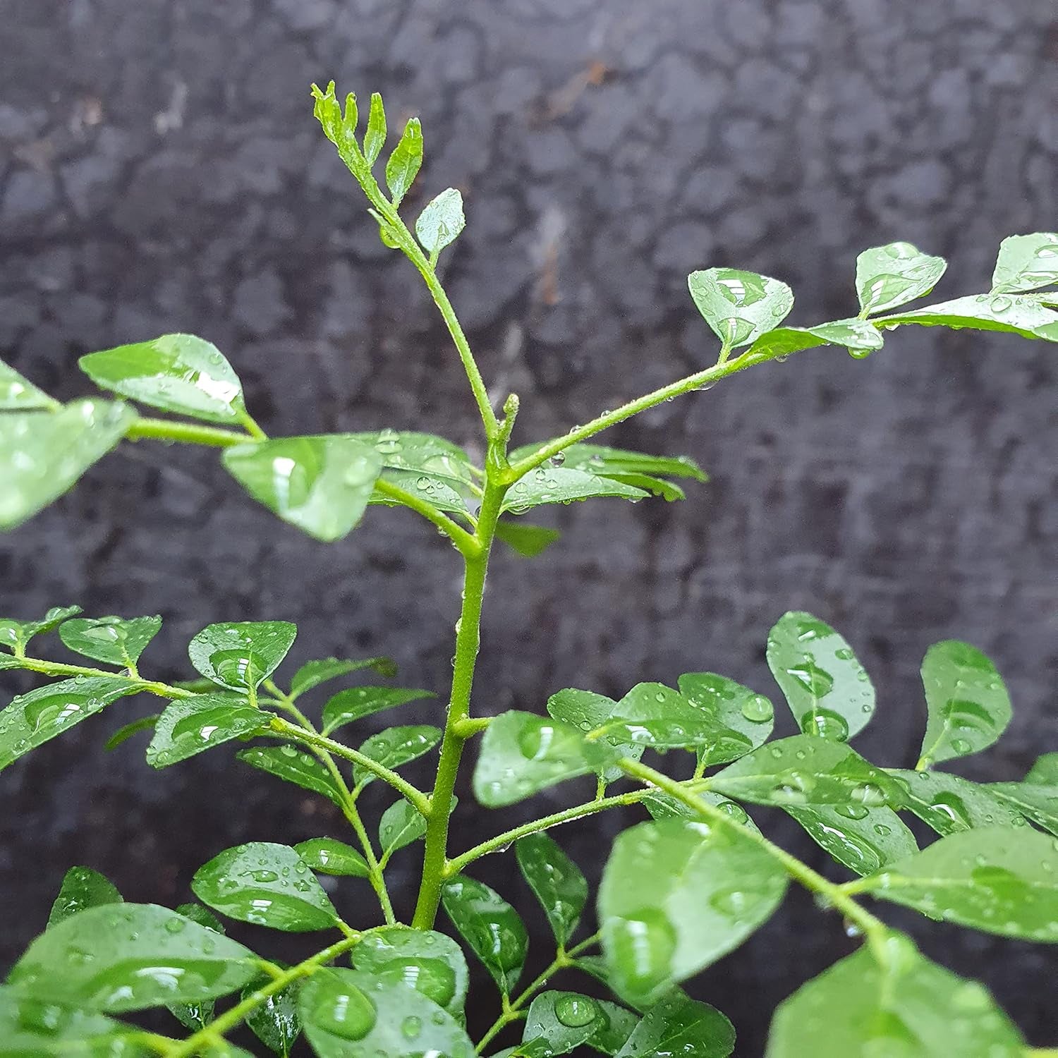 1 Baum au Curryblatt | Murraya Koenigii | Aus Samen gezogen | Selten dans l'UE | Cuisine indienne et sri lankaise | 10-15 cm de haut en 7 cm de haut | Plantes de curry | Bergera Koenigii