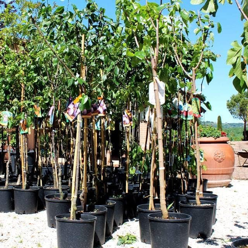 Regina Pflaumen Claudia Verde - Obstpflanze Alte Frucht Auf Blumentopf 20 - Baum Max 170 Cm – 2 Jahre Anbau Italien