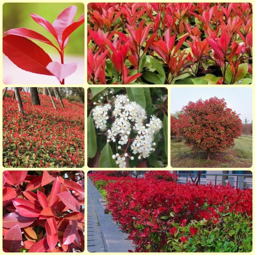 Glanzmispel Red Robin, Garten Photinia Fraseri Red Robin, Blühende Sträucher Winterhart Bio Seltene Balkonpflanzen 700Samen