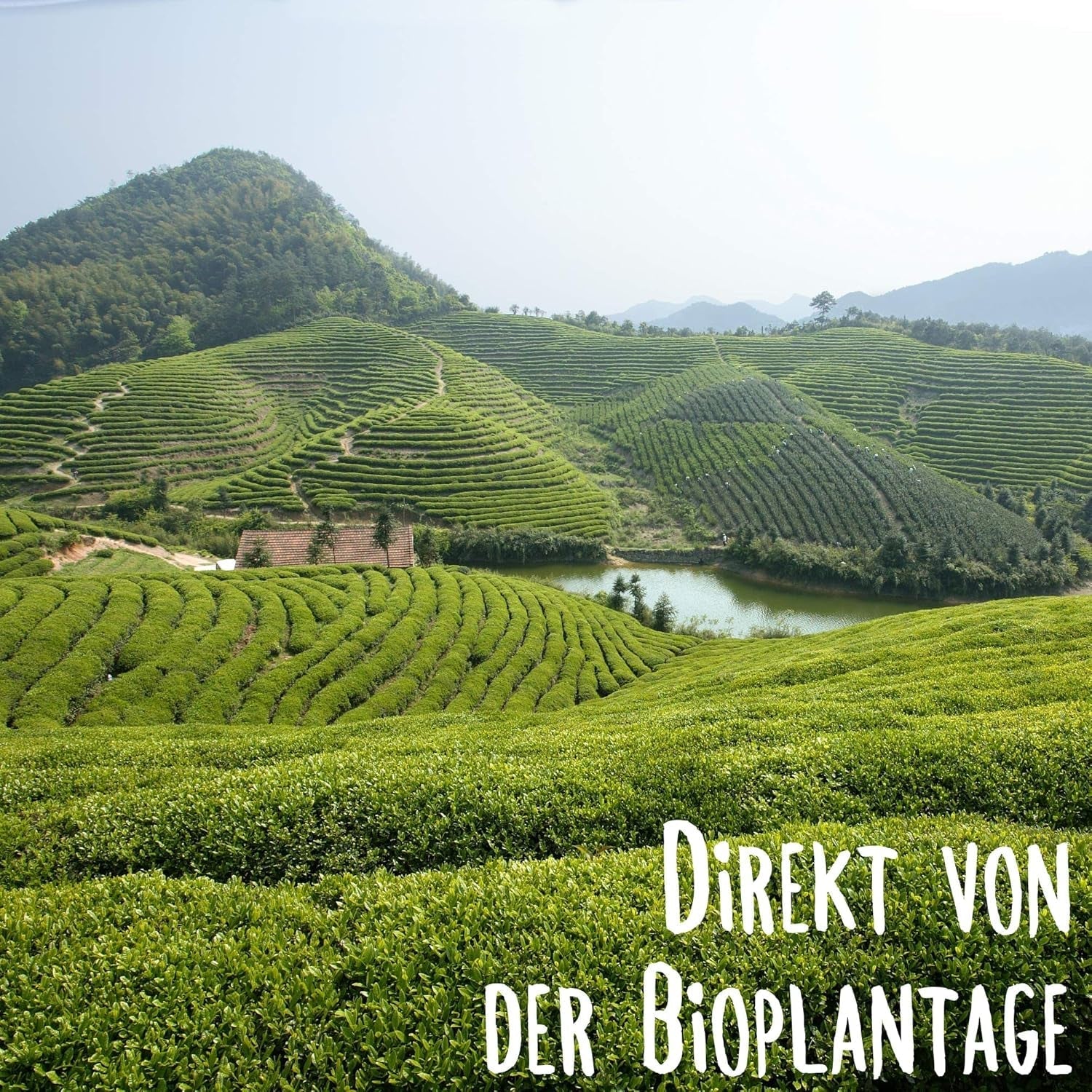 KLUIZ Gyokuro Tokiwa bio - Première récolte cueillie à la main - Thé vert japonais I 100 grammes I Thé vert bio