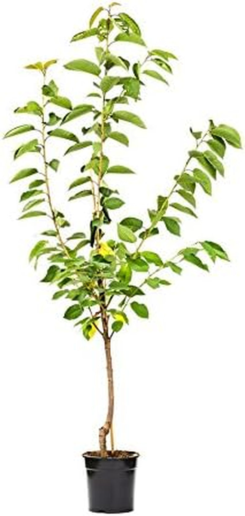 Prunus Avium 'Große Schwarze Knorpelkirsche' 120–150 Cm – Winterhart & Mehrjährig – Kirschbaum – Obstbaum Für Garten & Obstwiese