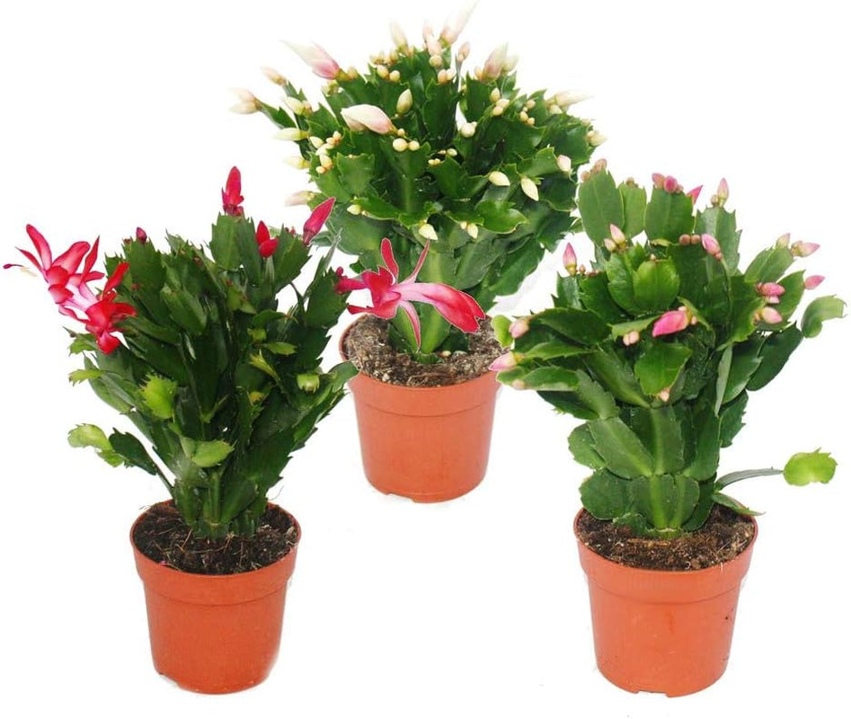 Exotenherz - Weihnachtskaktus - Schlumbergera - Set Mit 3 Pflanzen