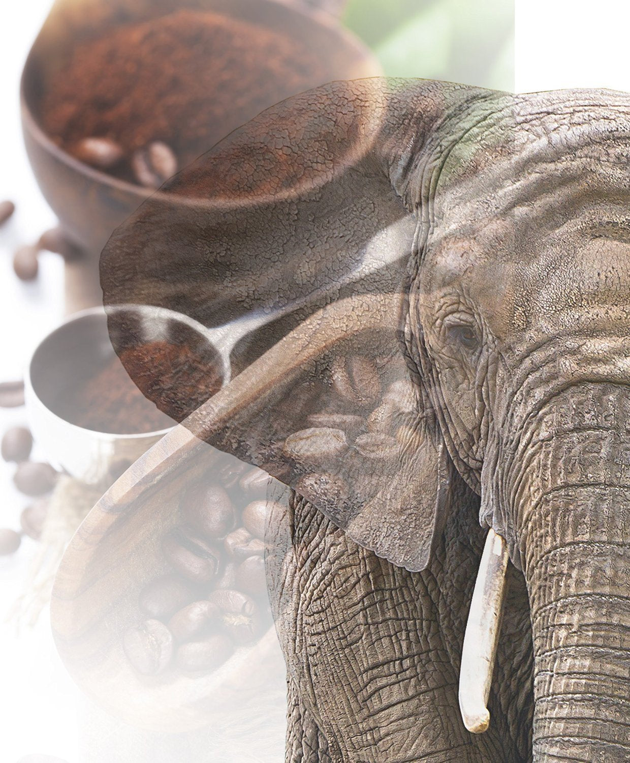 Café géant | Elefantenkaffee Maragogype (1000 g, Bohnen entier) - Die größten Bohnen der Welt, ohne Säure, extra doux