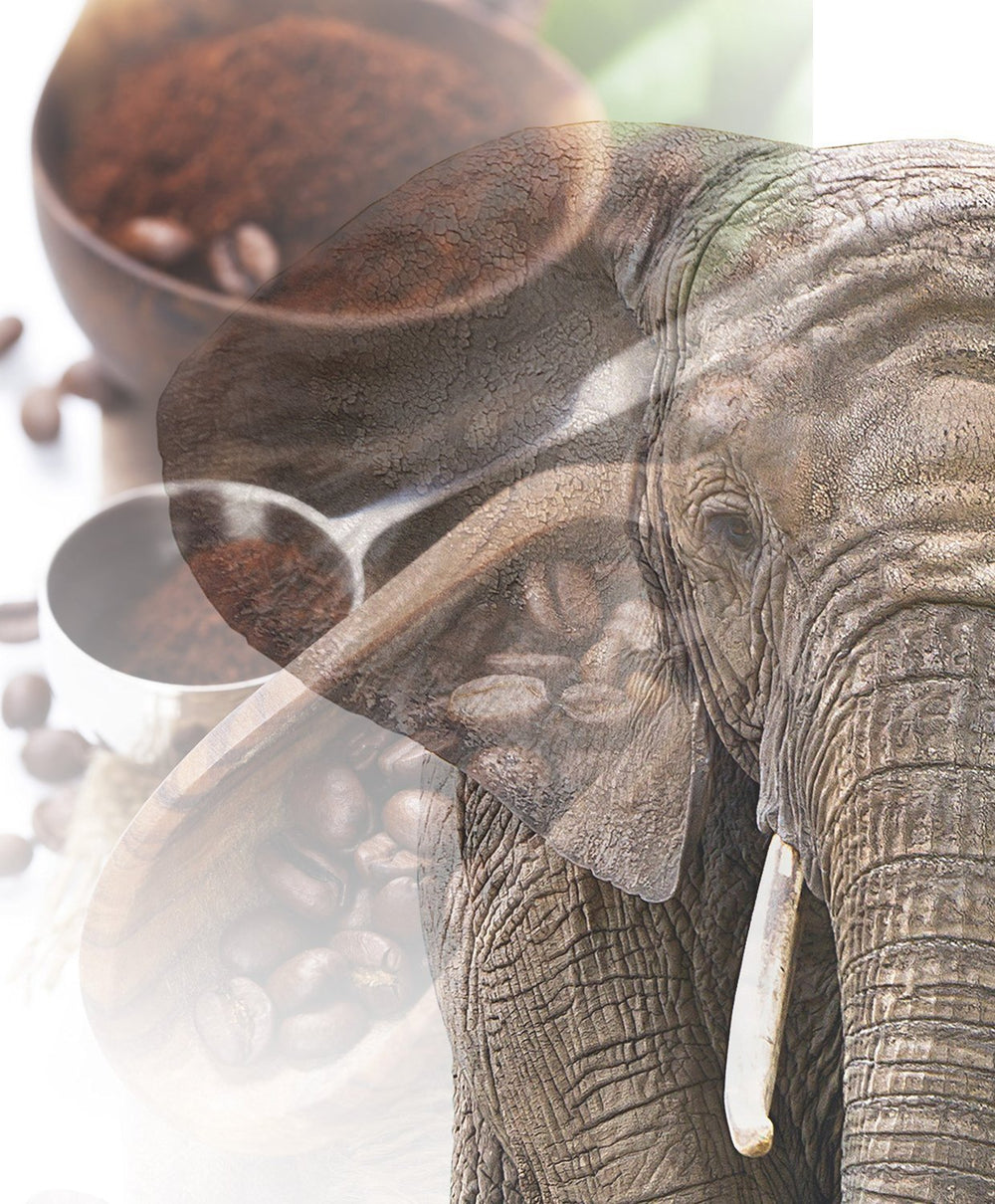 Café géant | Elefantenkaffee Maragogype (1000 g, Bohnen entier) - Die größten Bohnen der Welt, ohne Säure, extra doux