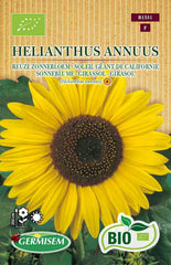 Sonneblume HELIANTHUS ANNUUS, ECBIO1531