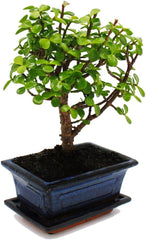 Exotenherz - Bonsai - Portulacaria Afra - Jadebaum - Afrikanischer Elefantenbaum - Ca. 4-5 Jahre - Kugelform