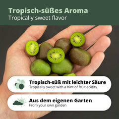 Kiwiri'S Kiwibeeren Quartett - 4 Kiwipflanzen (Actinidia Arguta) - Mini Kiwi - Sortengarantie Direkt Vom Züchter