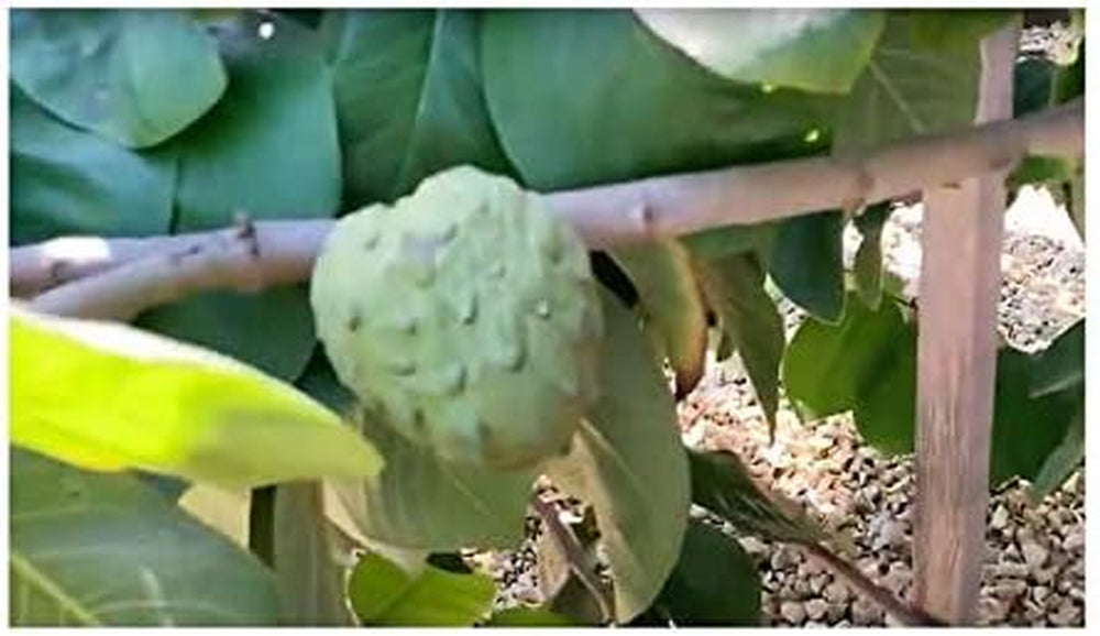 Stk - 10X Annona Cherimola Cherimoya Frucht Pflanzen - Samen ID240 -