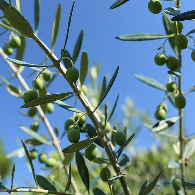 Olivier Olivenbaum Oliven Leccino - Obstpflanze Auf Blumentopf 20 Baum Höhe Max 150-2 Jahre Anbau Italien