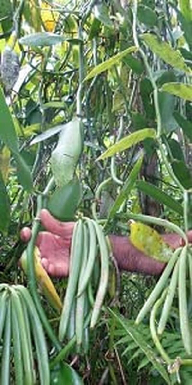 Poudre de vanille 50 G, poudre de vanille moulue 100% pure Arômes Naty Shop