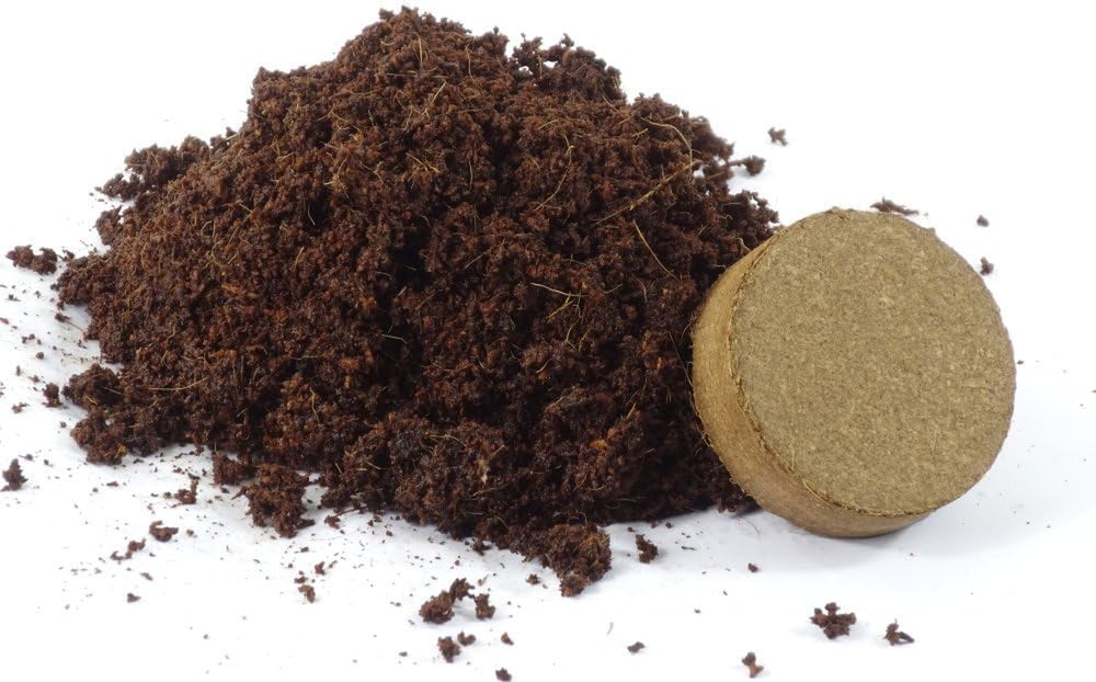 SAFLAX - Drachenbaum - 5 Samen - Mit Keimfreiem Anzuchtsubstrat - Dracaena Draco