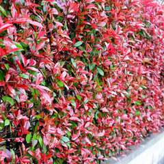 Glanzmispel Red Robin - Hecken Bio Sträucher Garten Balkonpflanzen Exotische Outdoor Seltene Bodendecker Für Sonnige Plätze Schnell Wachsende Sträucher Blühende Sträucher 500Samen