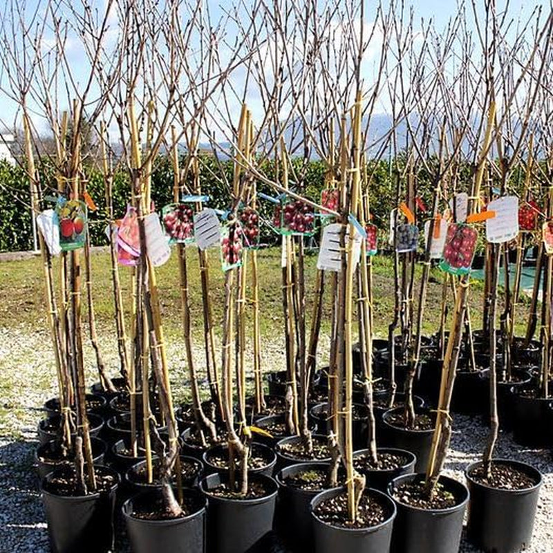 Süßkirschbaum Bigarreau Moreau – Obstpflanze Im Topf Ø Ab 24/26 Cm, Höhe 160-180 Cm, Alter: 4 Jahre – Italienische Baumschule