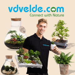 Vdvelde.Com - Bonsai-Starter-Set Buddha-Wasserfall - • Buddha-Wasserfall-Set Mit Netzstromanschluss • 30 X 13 Cm ↥ Ca. 30 Cm • Inkl. Pflegeleichtem Wassersystem + Pflegeset