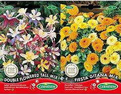 Steinkraut Alyssum +  Löwenmaul