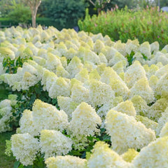 Rispenhortensie Balkon Blumenwiese Hydrangea Paniculata Frühlingsblume Winterharte Kübelpflanzen Schattenpflanzen Wildblumensamen Balkonblumen Schnittblumen Bodendecker Blumensamen 220Samen