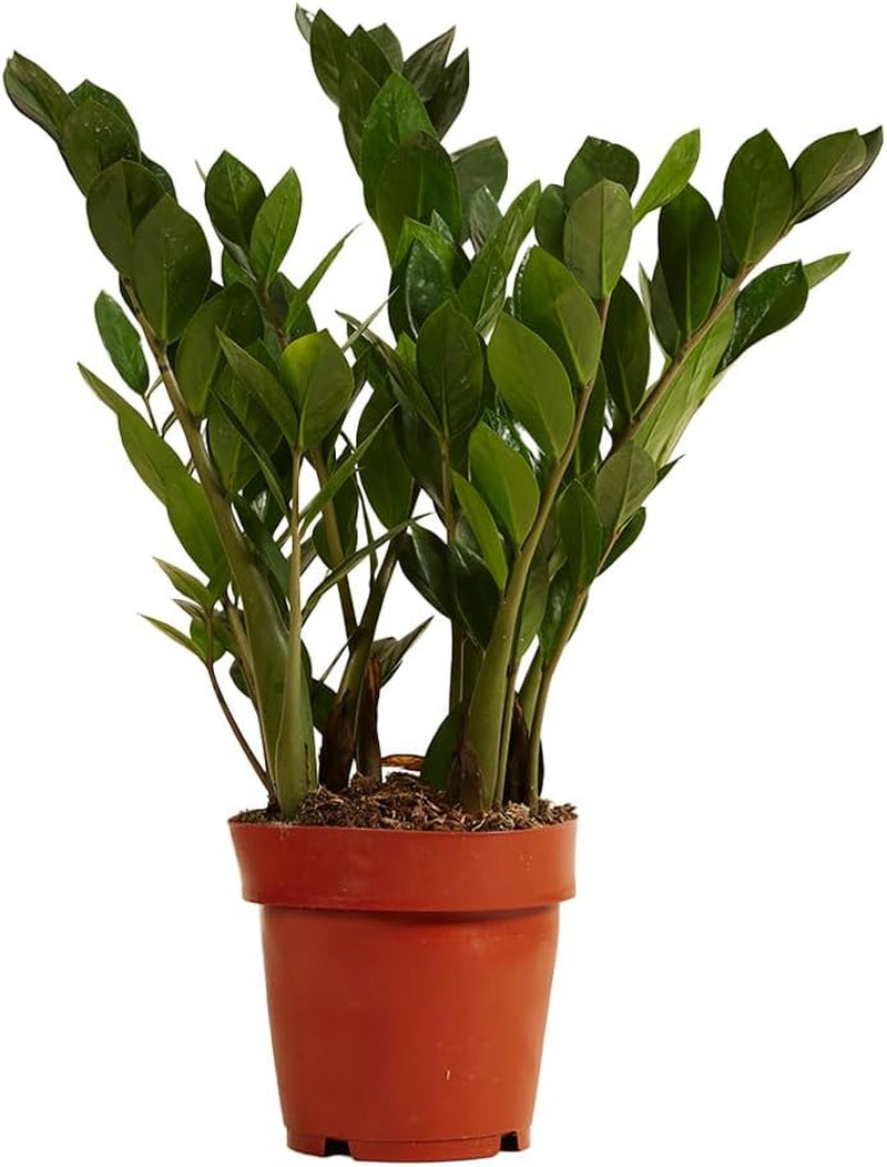 Bloomique | Smaragdpalme Für 2 Stück - Zamioculcas - Zimmerpflanze Im Scheitel ⌀17 Cm - Höhe 60 Cm