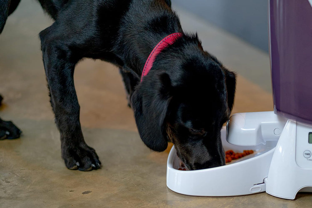 Automate pour Trockenfutter L : 21,1 cm l : 21,1 cm H : 36,8 cm 3 kg 905 g