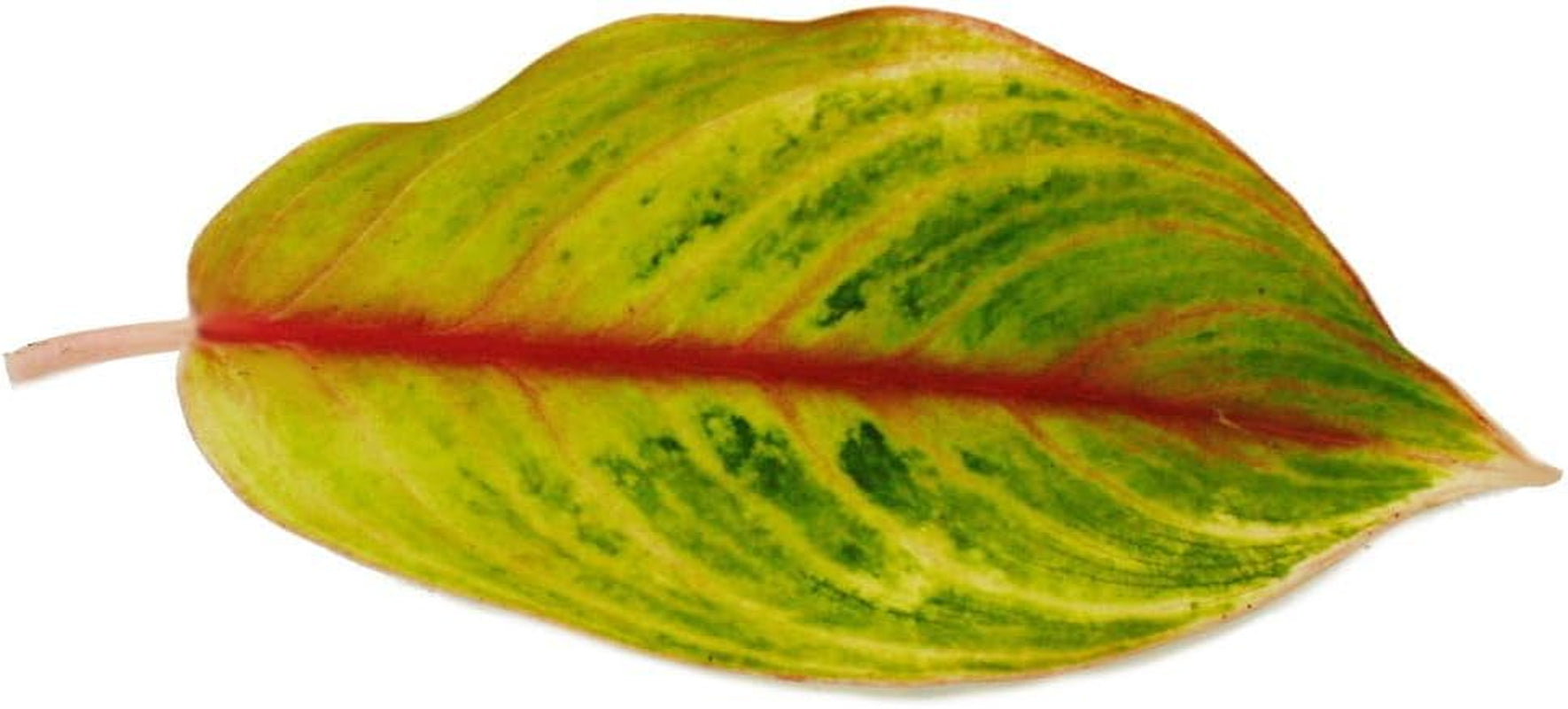 Exotenherz Aglaonema Rose Parakeet - Buntblättriger Kolbenfaden - Ausgefallene Sorten - 12Cm - Ca. 25-30Cm Hoch