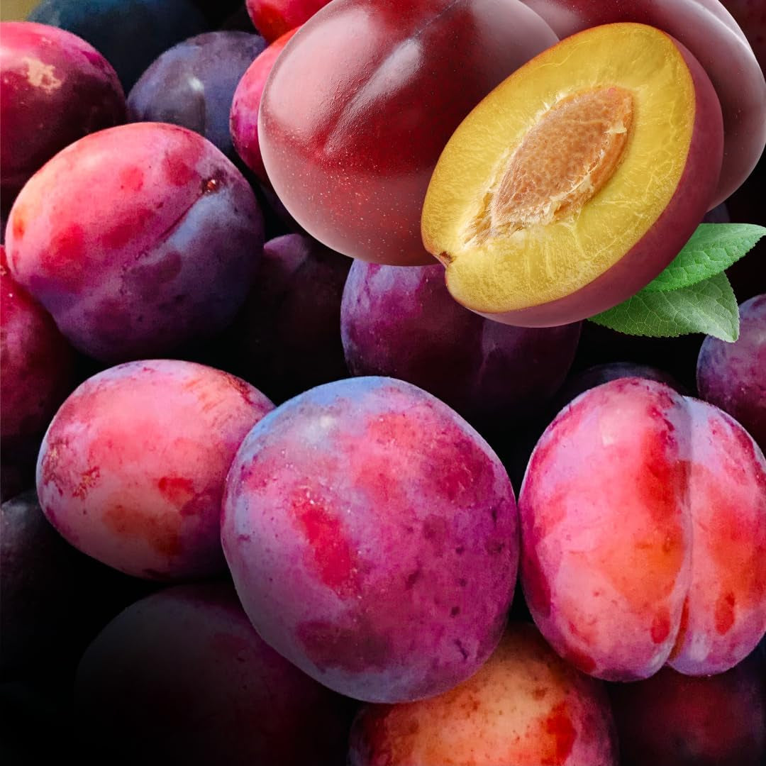 Fortune Pflaumen - Obstpflanze Auf Blumentopf 26 - Baum Max 200 Cm - 4 Jahre Anbau Italien