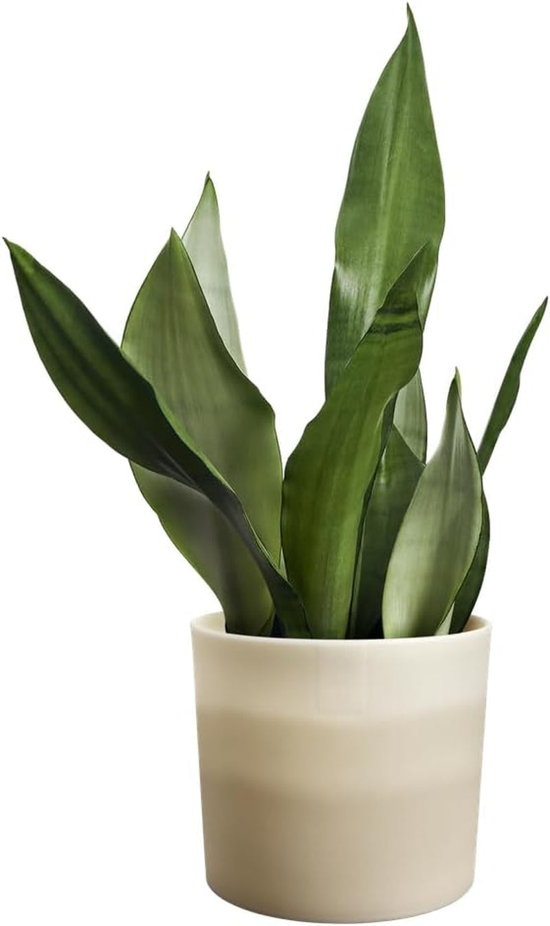 Pot rond elho Color Gradient 16cm - pour intérieur - 100% plastique recyclé - Ø 15,9 x H 14,7 - grès beige/beige